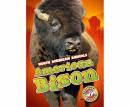 American Bison: Blastoff! Readers: Level 3