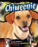 Chiweenie: A Cross Between a Chihuahua and a Dachshund
