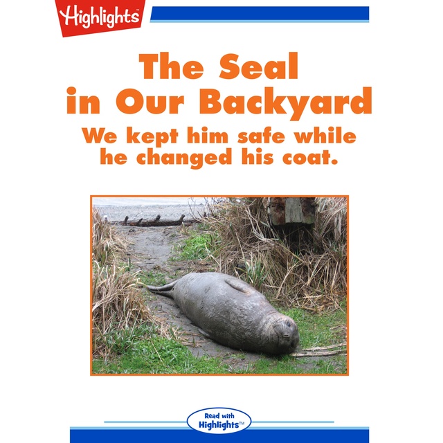 The Seal in Our Backyard