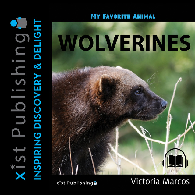 My Favorite Animal: Wolverines