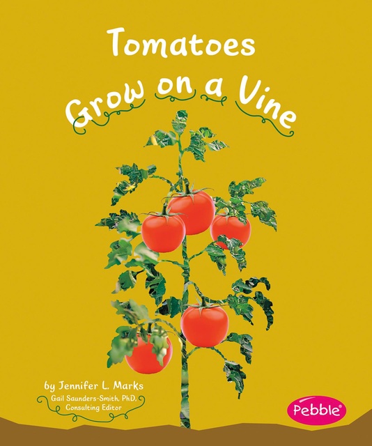 Tomatoes Grow on a Vine