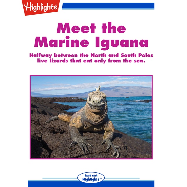 Meet the Marine Iguana