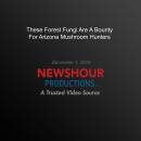 These Forest Fungi Are A Bounty For Arizona Mushroom Hunters