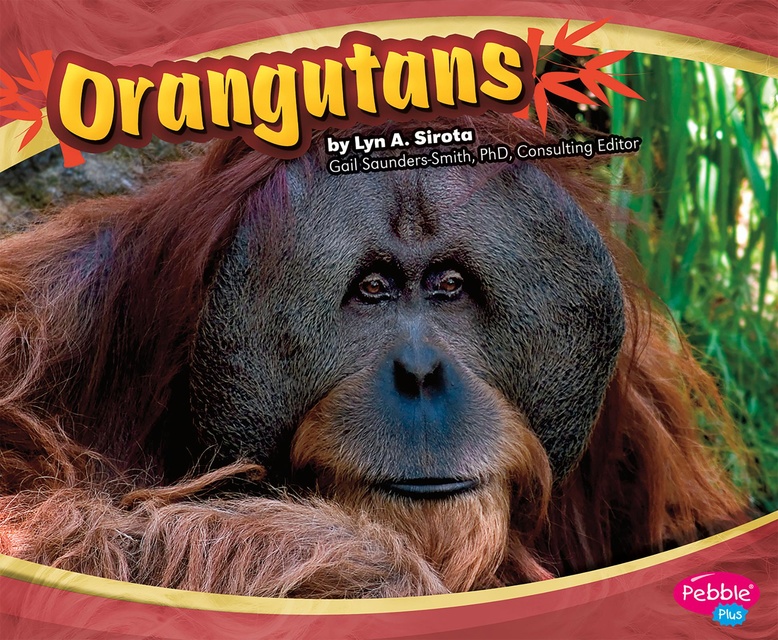 Orangutans