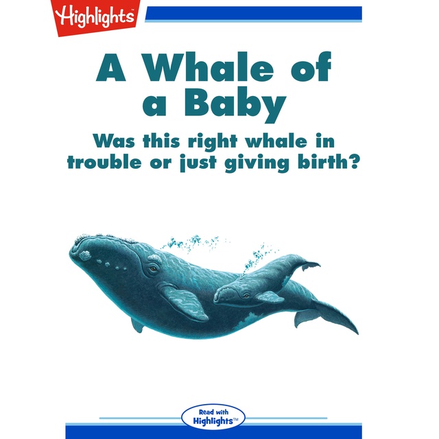 A Whale of a Baby Was this right whale in trouble or just giving birth?