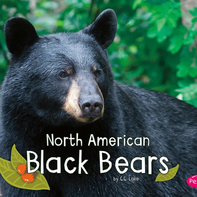 North American Black Bears