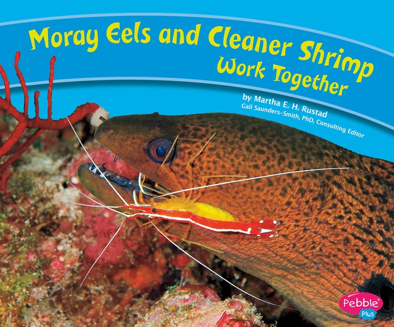 Moray Eels and Cleaner Shrimp Work Together