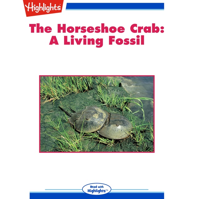 The Horseshoe Crab