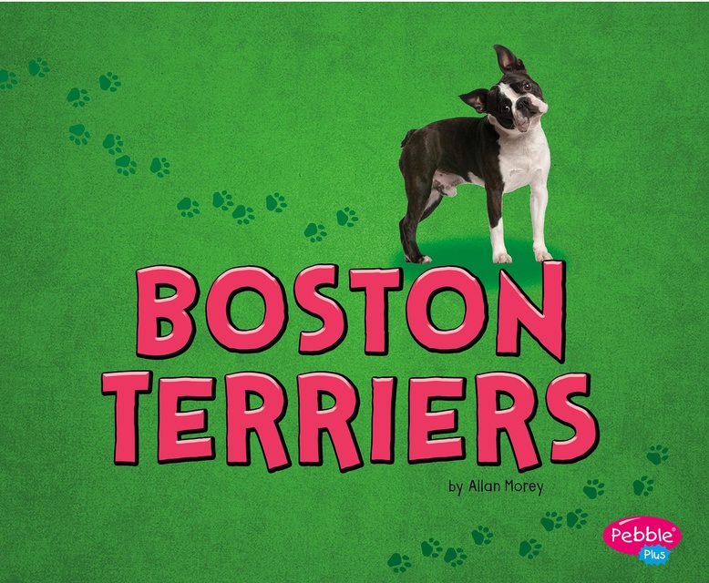 Boston Terriers