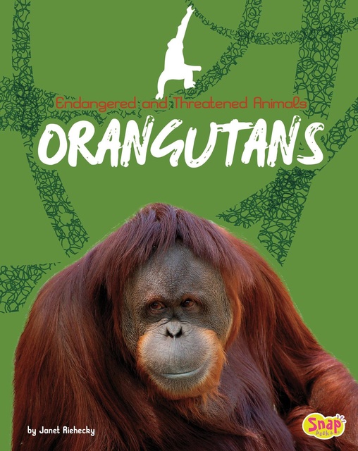 Orangutans